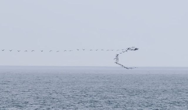 Göç yolundaki kuşların senkronize uçuşu Hopa'da görüntülendi
