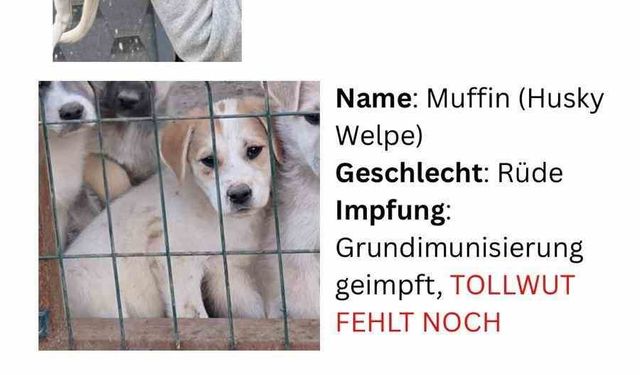 Hayvan severlerden, hayvan kaçakçılığı iddiası