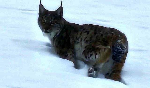 Hizan'da vaşak görüntülendi