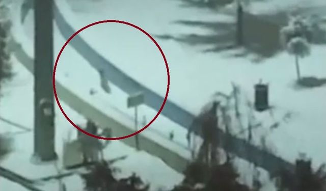 Kurtalan'da tilkiler şehir merkezine indi