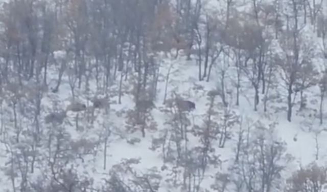 Malatya'da aç kalan domuz ve kurtlar, yerleşim yerlerine indi