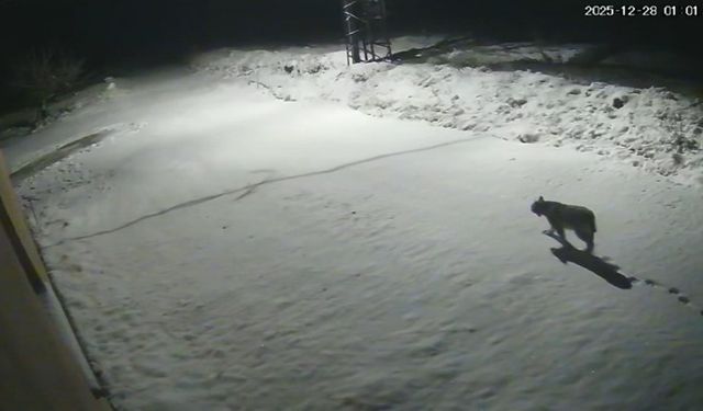 Malatya'da 'vaşak görüntülendi