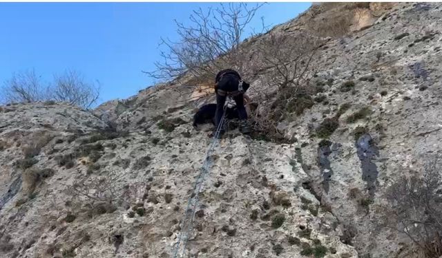 Mardin'de dağda mahsur kalan keçiyi AFAD ekipleri kurtardı