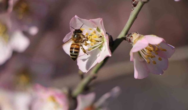 Amasya'da badem ağaçları çiçek açtı