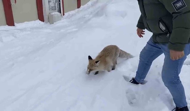 Bingöl'de aç kalan kızıl tilki şehir merkezine indi