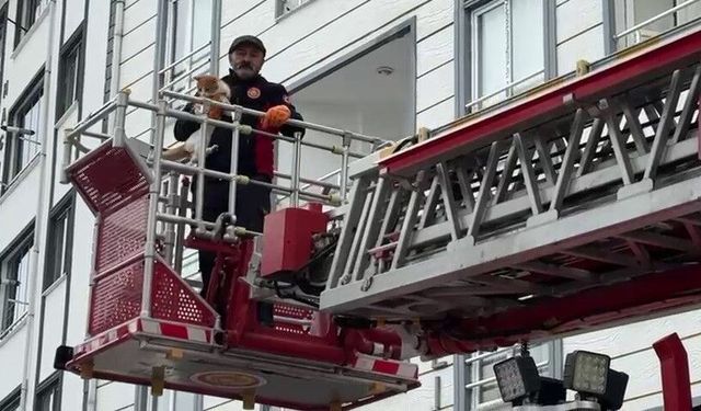 Çatıda mahsur kalan kedi kurtarıldı