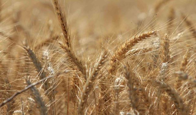 Dünya tahıl üretiminde 133 milyon ton artışla rekor bekleniyor