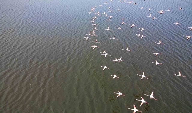 Eber Gölü'ndeki flamingolar görsel şölen sundu
