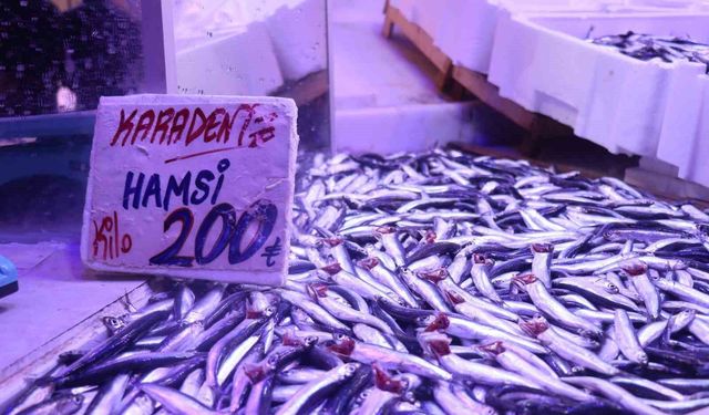 Hamsi tezgahlardaki tahtına yeniden oturdu