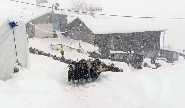Keçilerin inadı yarım metreyi bulan kara yenilmedi