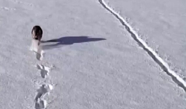 Kurtlar karlı arazide ağzında kemikle görüntülendi