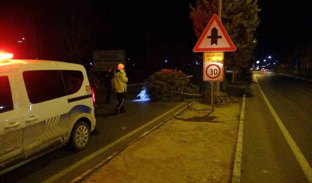 Malatya'da fırtına ağaçları kökünden söktü