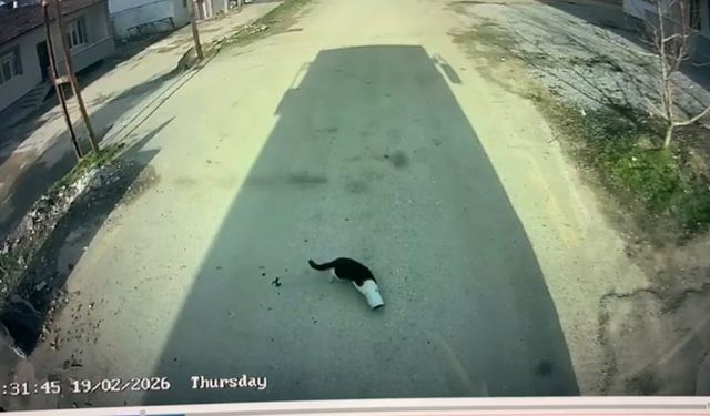 Malatya'da kafası konserve kutusuna sıkışan kediyi otobüs şoförü kurtardı