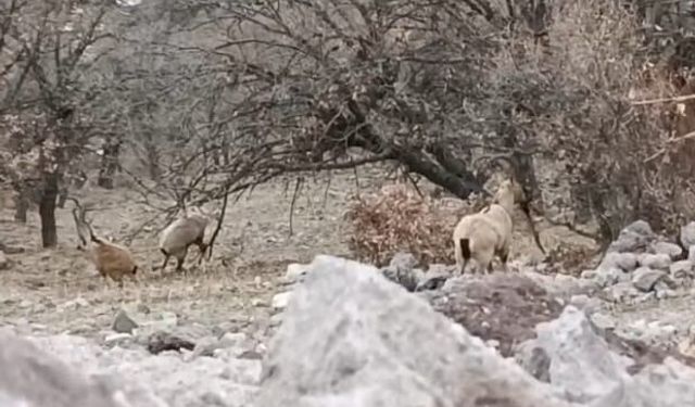 Malatya'da sürü halindeki yaban keçileri görüntülendi
