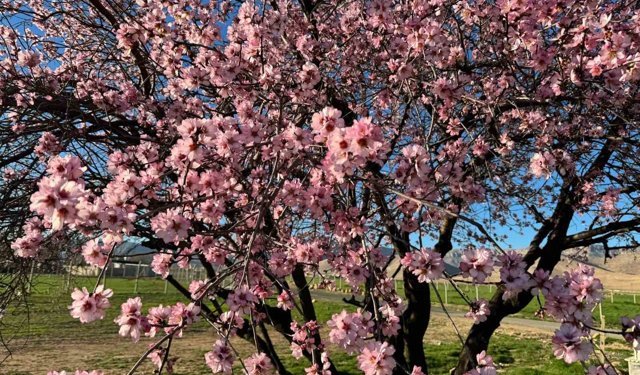 Mardin'de badem ağaçları erken çiçek açtı