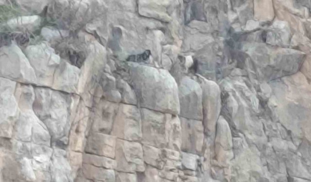 Siirt'te kayalıklarda 4 gündür mahsur kalan 2 keçi kurtarıldı