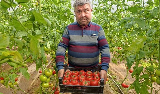 Simav'da yetişen 'coğrafi işaretli' Eynal domatesi pazarlarda ilgi görüyor
