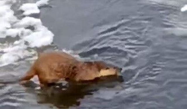 Su samuru, buz üstünde balık yerken görüntülendi