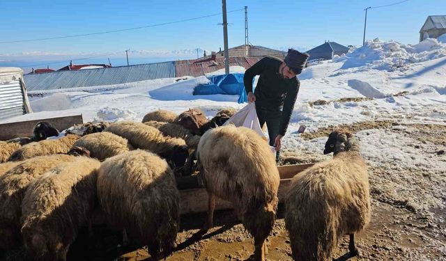 Süphan Dağı'nın eteğinde zorlu hayvancılık mücadelesi