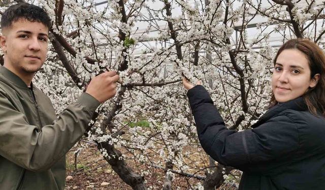 Türkiye karla kaplıyken Silifke'de erik ağaçları çiçek açtı
