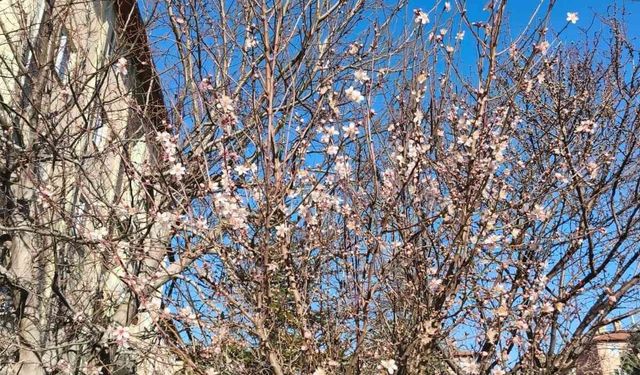 Yalancı bahara aldanan ağaçlar şubat ortasında çiçek açtı