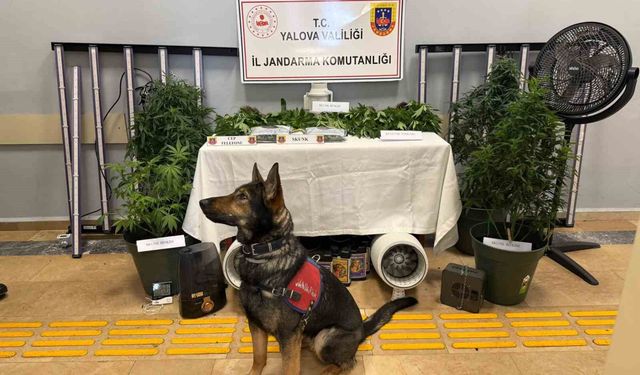 Yalova'da evi uyuşturucu serasına çeviren 2 zanlı tutuklandı