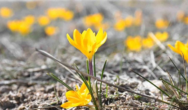 Yozgat'ta bu yıl çiğdemler baharı erkenden müjdeledi