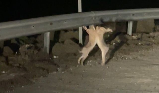 Anlaşamayan tavşanlar birbirine girdi