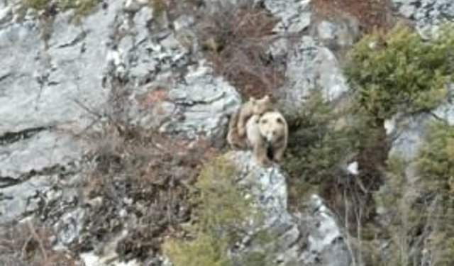 Anne boz ayı sırtındaki yavrusu ile dron kamerasına yakalandı