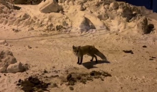 Ardahan'da bir adam, her gün evinin önüne gelen tilkiyi besliyor