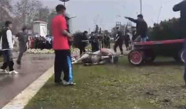 Atını sopa ve tekmeyle bayılttı