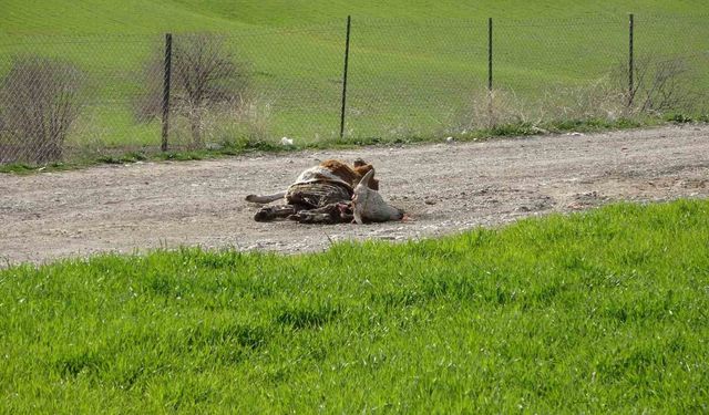 Baraj içerisine ve ulu orta atılan büyükbaş hayvan leşleri pes dedirtti