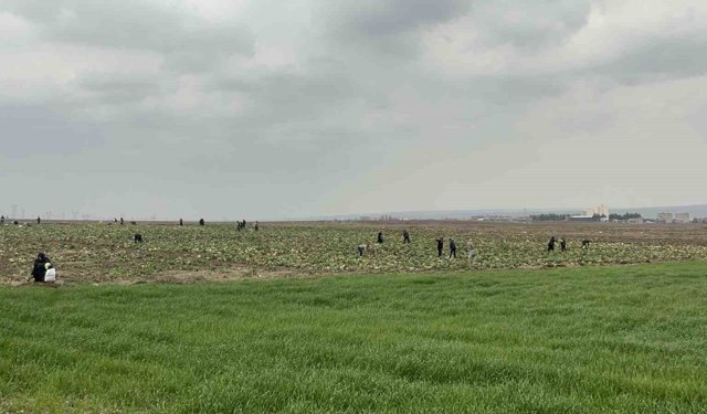 Bedava lahanayı duyan yağmura rağmen tarlaya akın etti