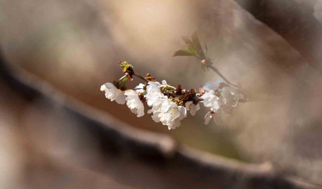 Beyaza bürünen kiraz ağaçları görsel şölen oluşturdu