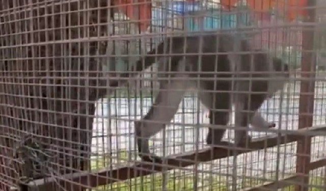 Denizli'de 3 örümcek maymunu ele geçirildi