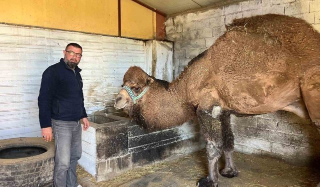 Deve güreşleri iptal edilince develer dinlenmeye çekildi