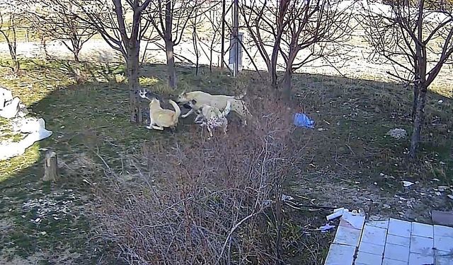 Karaman'da başıboş köpeklerin kediyi öldürdüğü anlar kameraya yansıdı