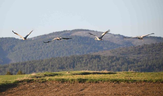 Kastamonu'da görsel şölen: Turna ailesi göç yolunda görüntülendi