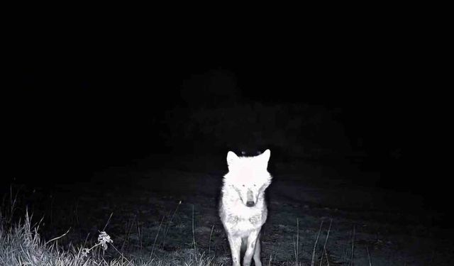 Kurt, çakal, karaca ne ararsan var, yaban kedisi bile var