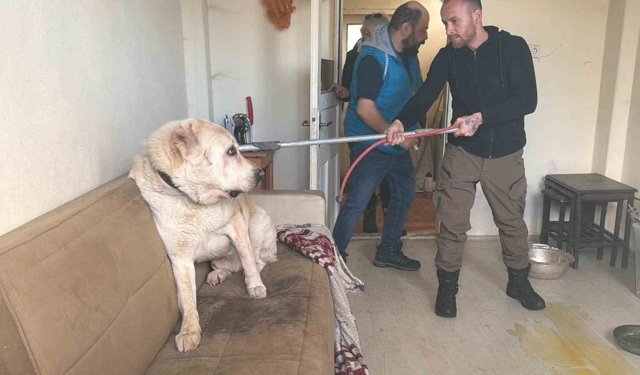 Sınır dışı edilen Rus kadının evinde 4 gündür aç olan 12 hayvan kurtarıldı