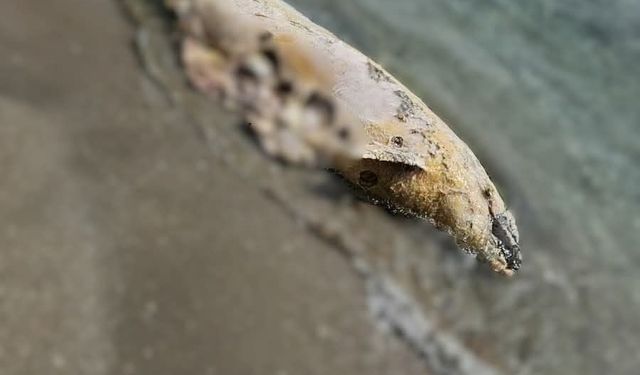 Tekirdağ'da yunus ölüsü bulundu