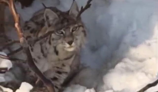 Yüksekova'da yerleşim alanına inen vaşak görüntülendi