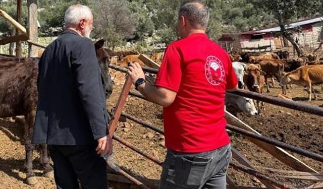 Adana'da 'Güney Sarısı' bereketi: Yerli ırk üreticinin yüzünü güldürüyor