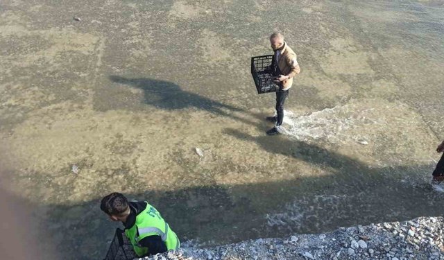 Akıntıya kapılan balıkları yakalamak için birbirleriyle yarıştılar