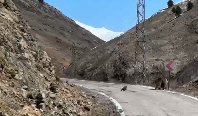 Anne ayı ve yavruları yolda görüntülendi, minik yavrunun çabası gülümsetti