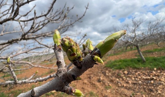 Antep fıstığının sürgün gelişiminde karagöz kurdu ve kabuklu bit riski