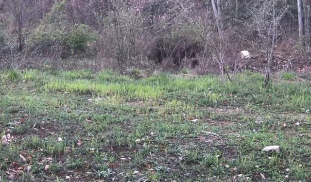 Ayı, domuz ve gelincik fotokapanla görüntülendi