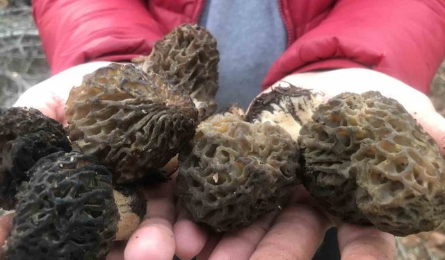 Bin 800 rakımlı dağlardan toplanıp kilosu bin 500 liradan satılıyor