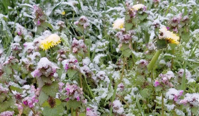 Bolu'da baharda açan çiçekler beyaza büründü