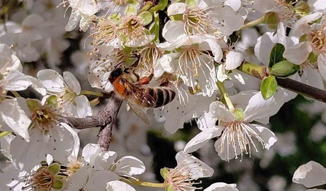 Bolu'da baharın gelmesiyle arılar harekete geçti